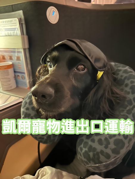 2024/02/29 『台灣』英國可卡犬與主人飛法國及英國，返回台灣